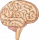 الدماغ والأعصاب