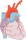 القلب والأوعية الدموية